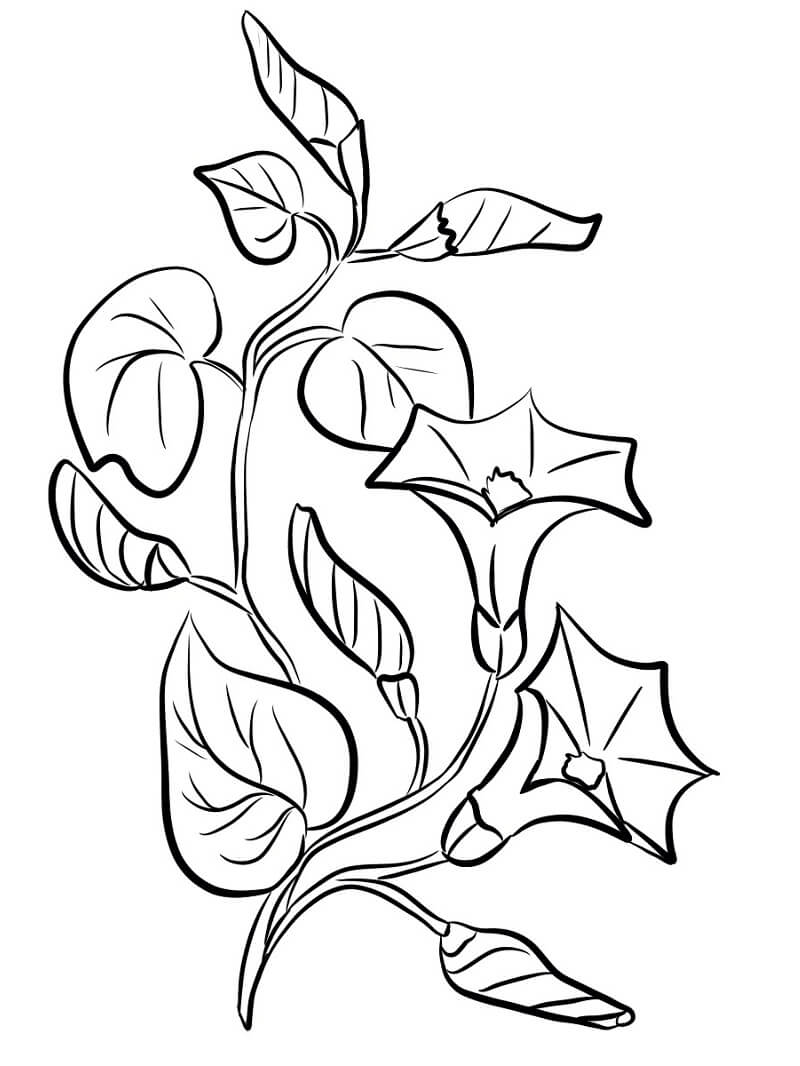 Coloriage Plant de Campanule