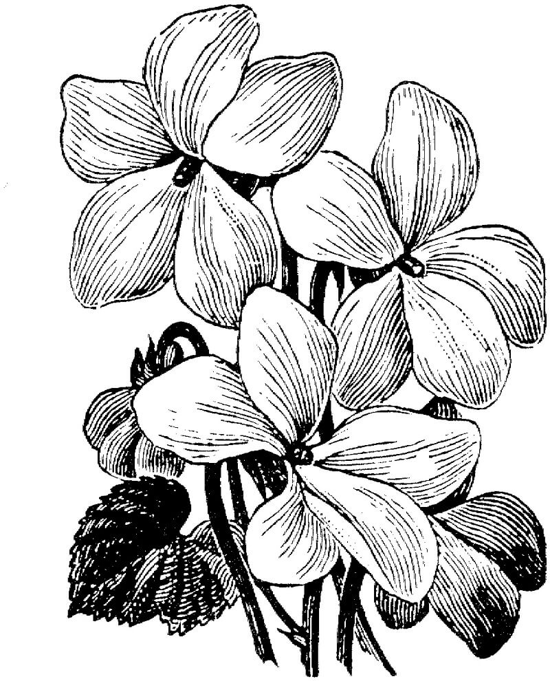 Coloriage Violettes blanches à imprimer
