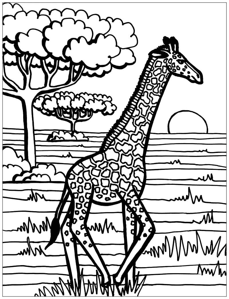 Coloriage afrique girafe à imprimer