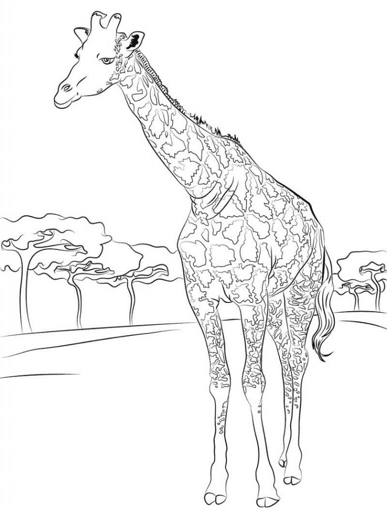 Coloriage girafe normale 2 à imprimer