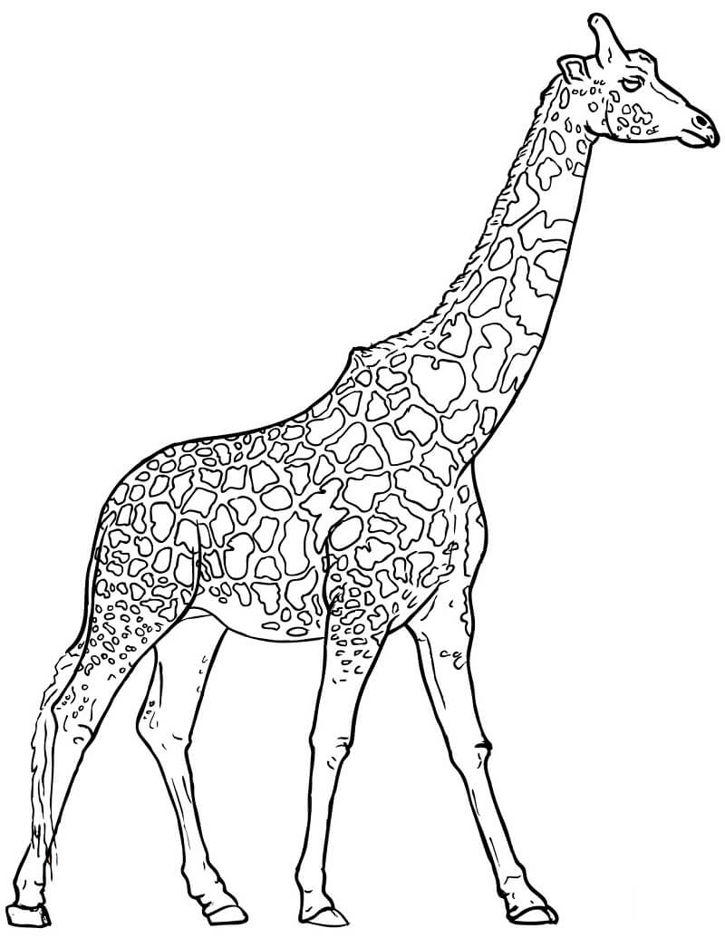 Coloriage girafe normale 4 à imprimer