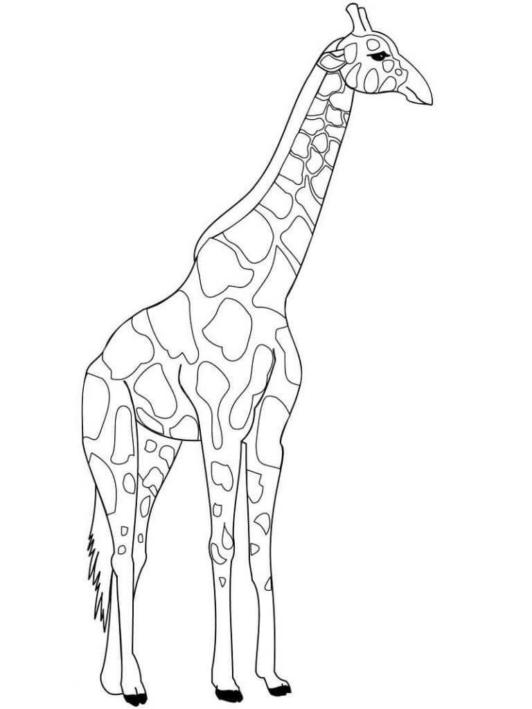 Coloriage girafe normale à imprimer