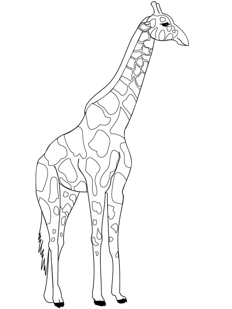 Coloriage girafe normale à imprimer