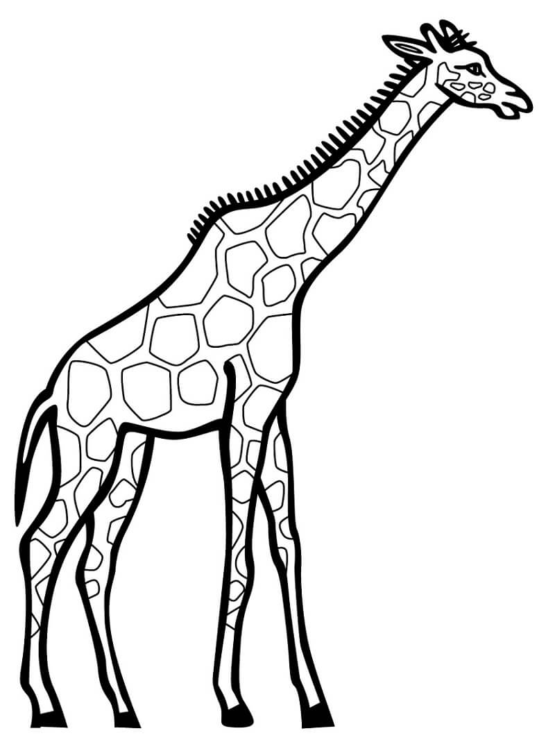 Coloriage girafe sauvage 1