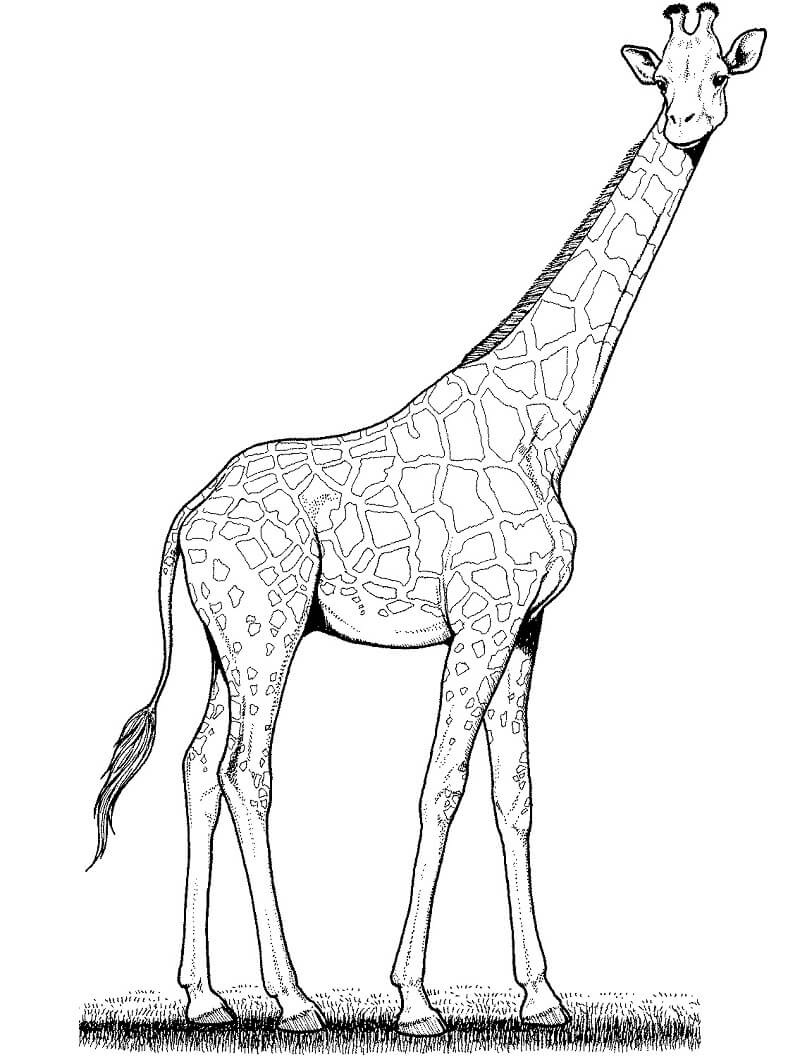 Coloriage girafe sauvage 2