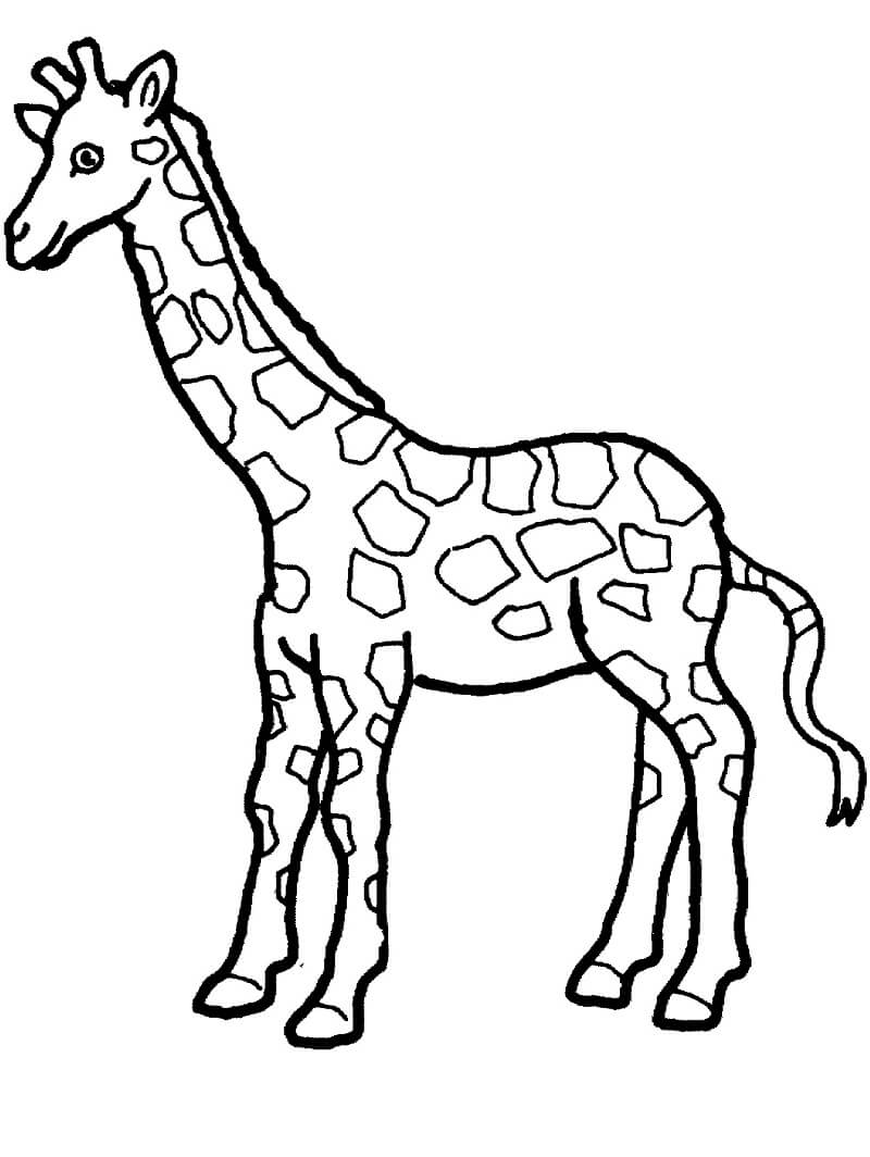 Coloriage girafe sauvage 3