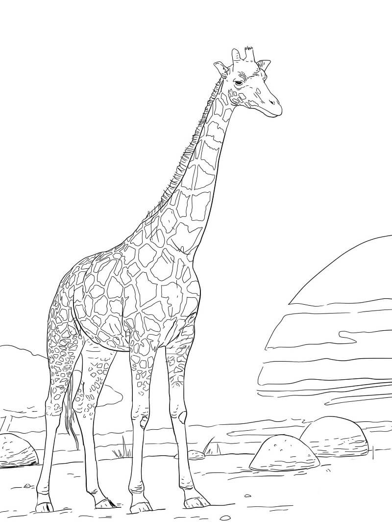 Coloriage girafe sauvage 4