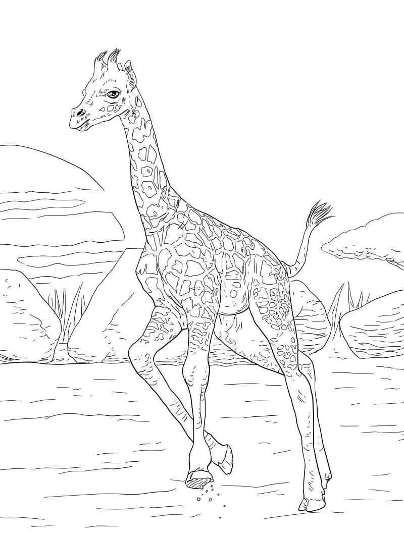 Coloriage girafe sauvage 5