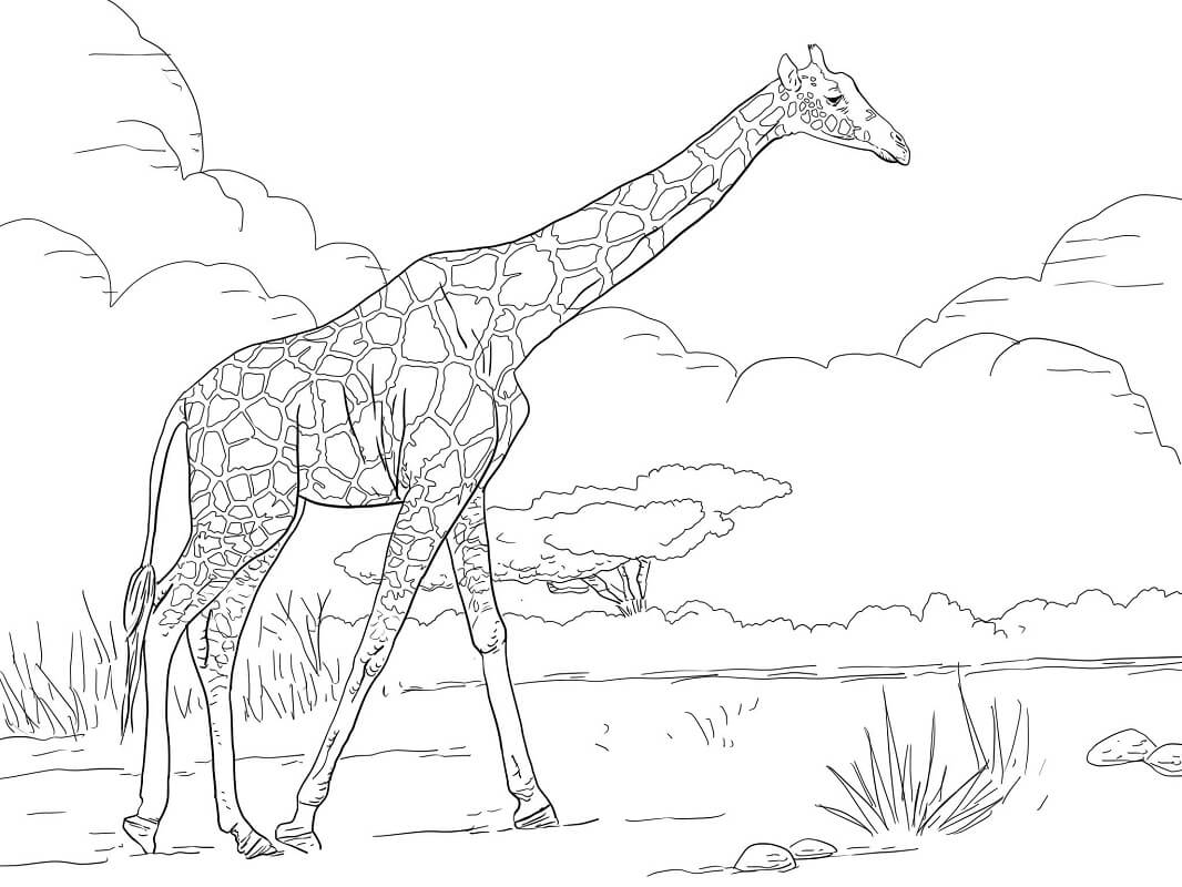 Coloriage girafe sauvage 6 à imprimer