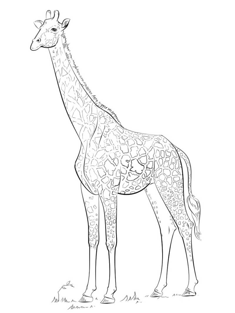 Coloriage girafe sauvage