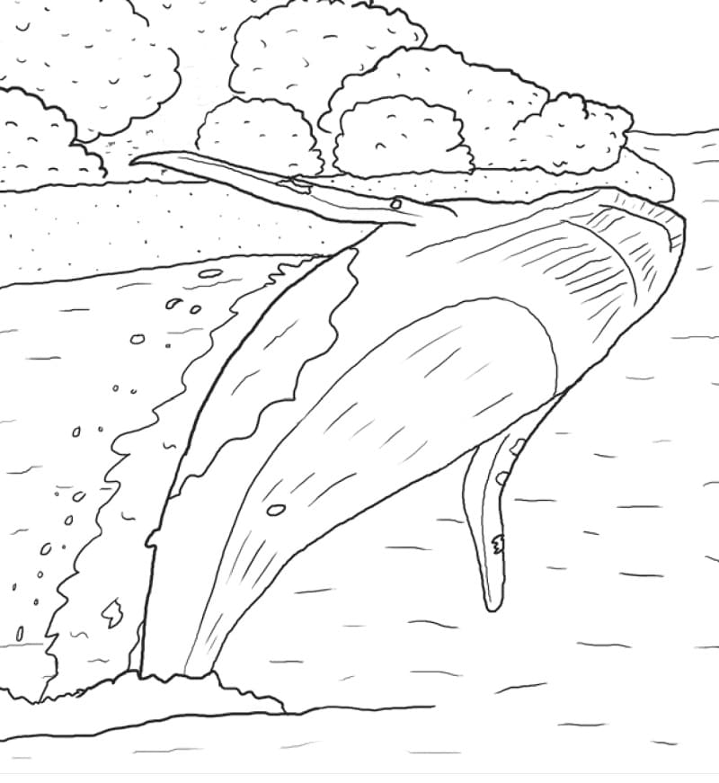 Coloriage baleine à bosse