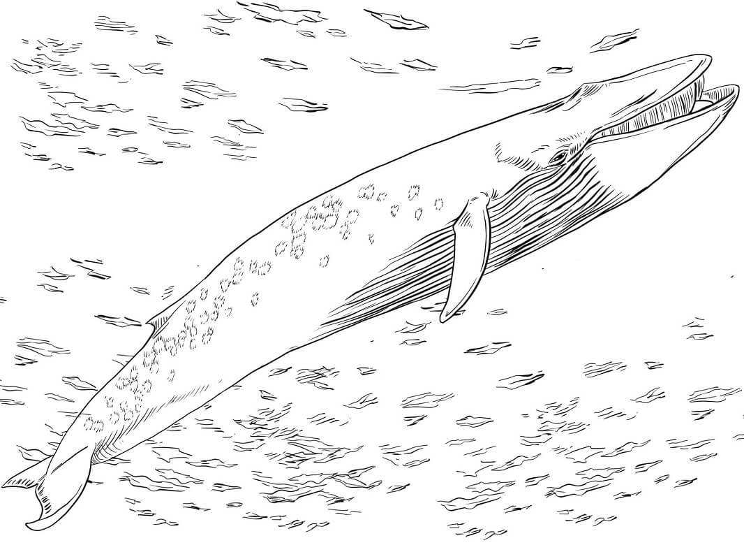 Coloriage baleine bleue 1 à imprimer