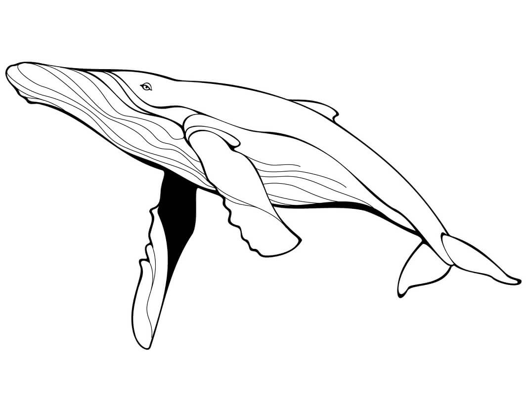 Coloriage baleine bleue à imprimer