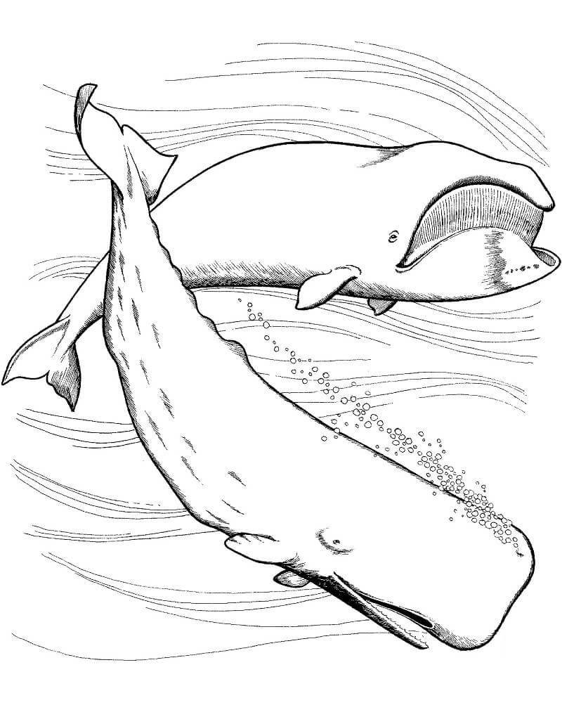 Coloriage baleine boréale et grand cachalot à imprimer