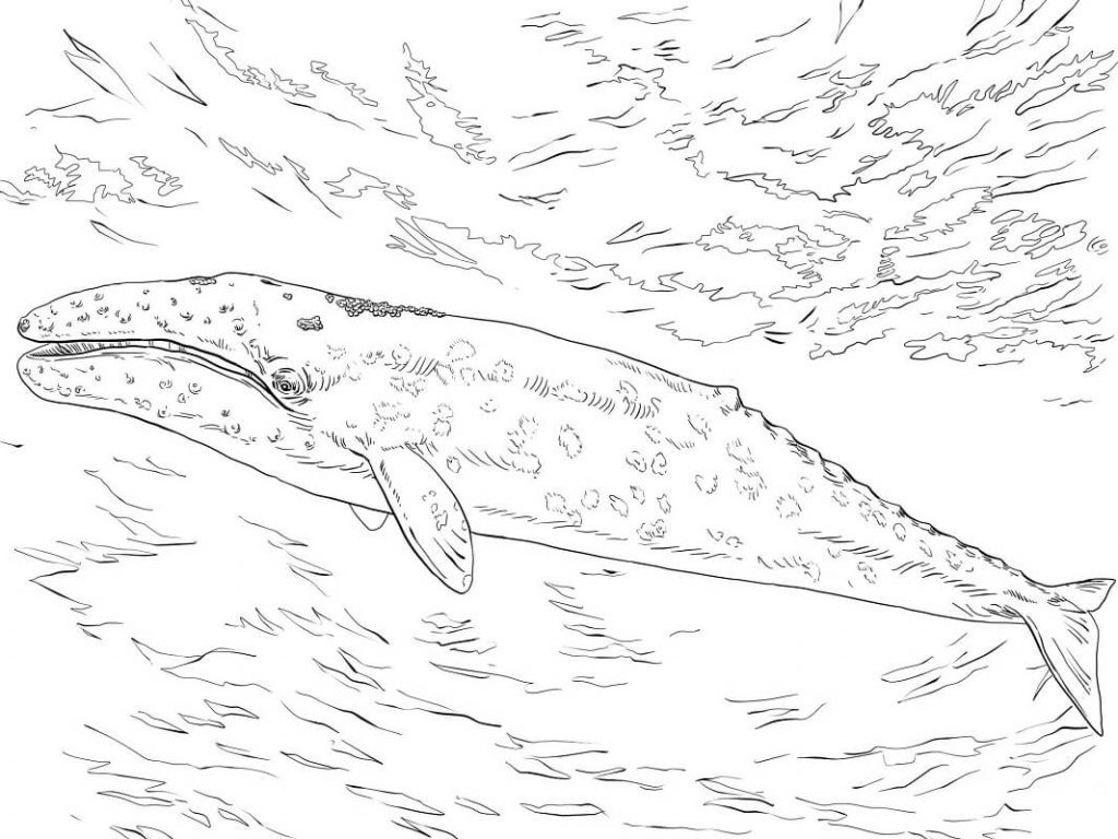 Coloriage baleine grise dans la mer à imprimer