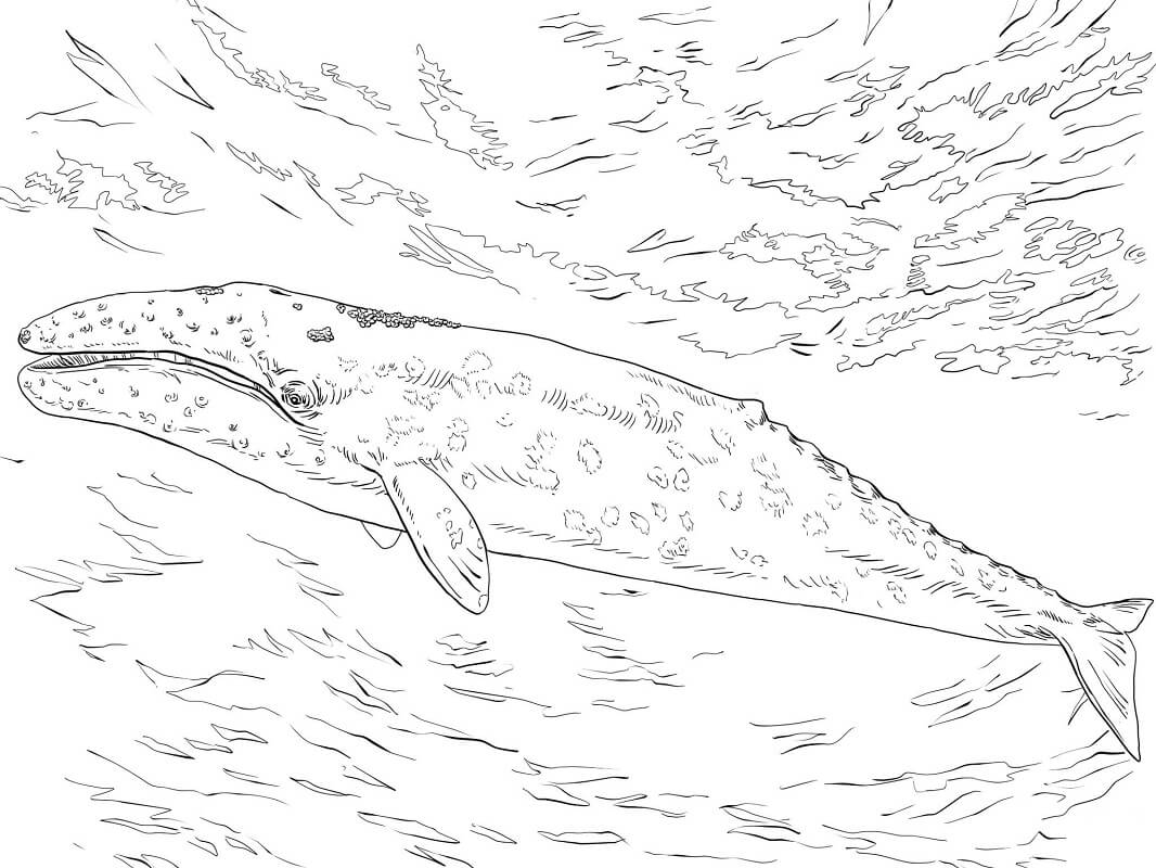 Coloriage baleine grise dans la mer
