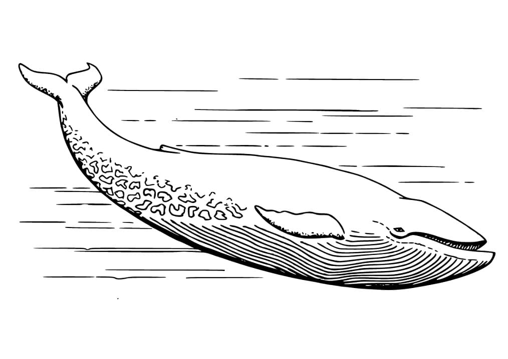 Coloriage baleine grise réaliste à imprimer