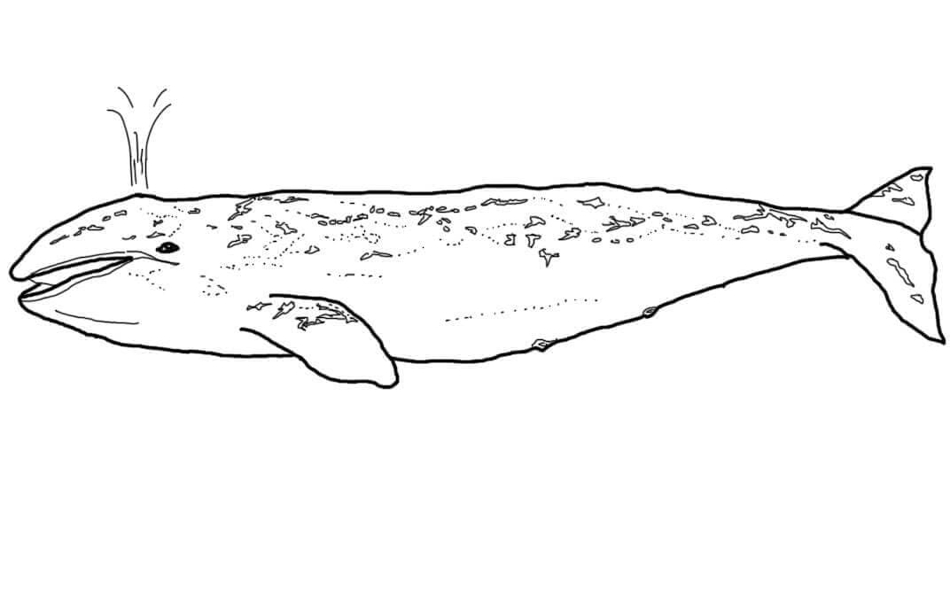 Coloriage baleine grise à imprimer