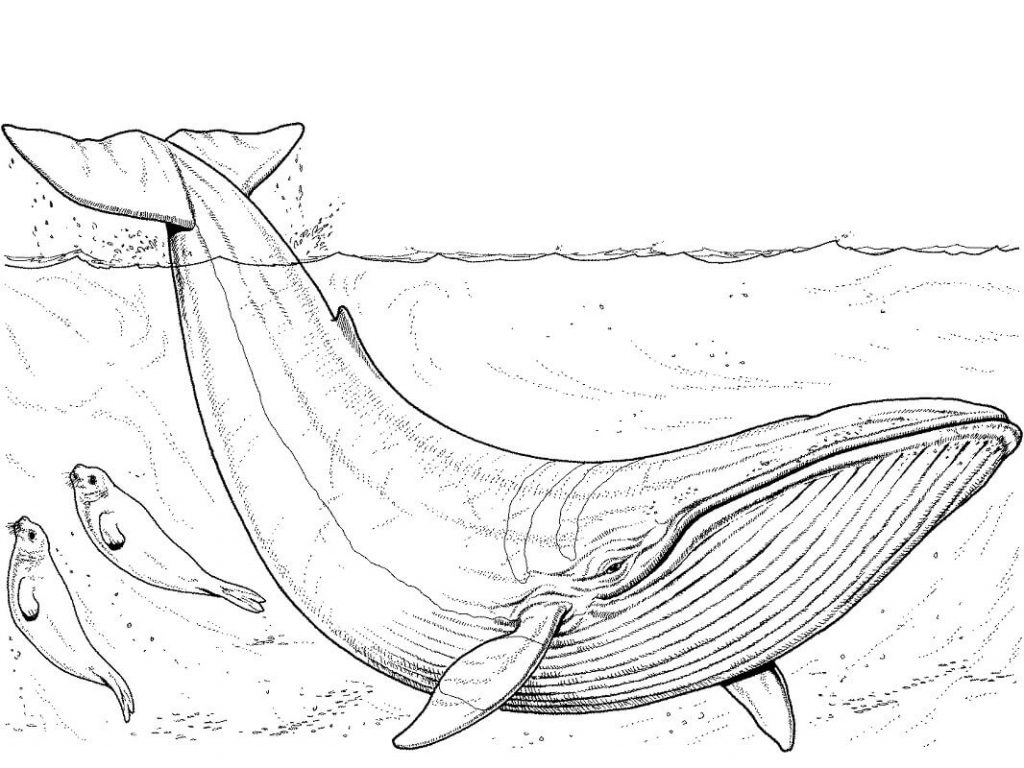 Coloriage bébé baleine bleue et phoques à imprimer