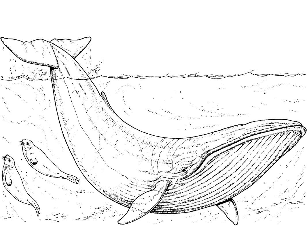 Coloriage bébé baleine bleue et phoques à imprimer