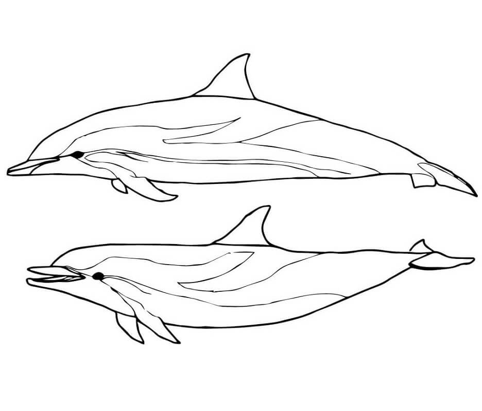 Coloriage deux dauphins bleus et blancs à imprimer