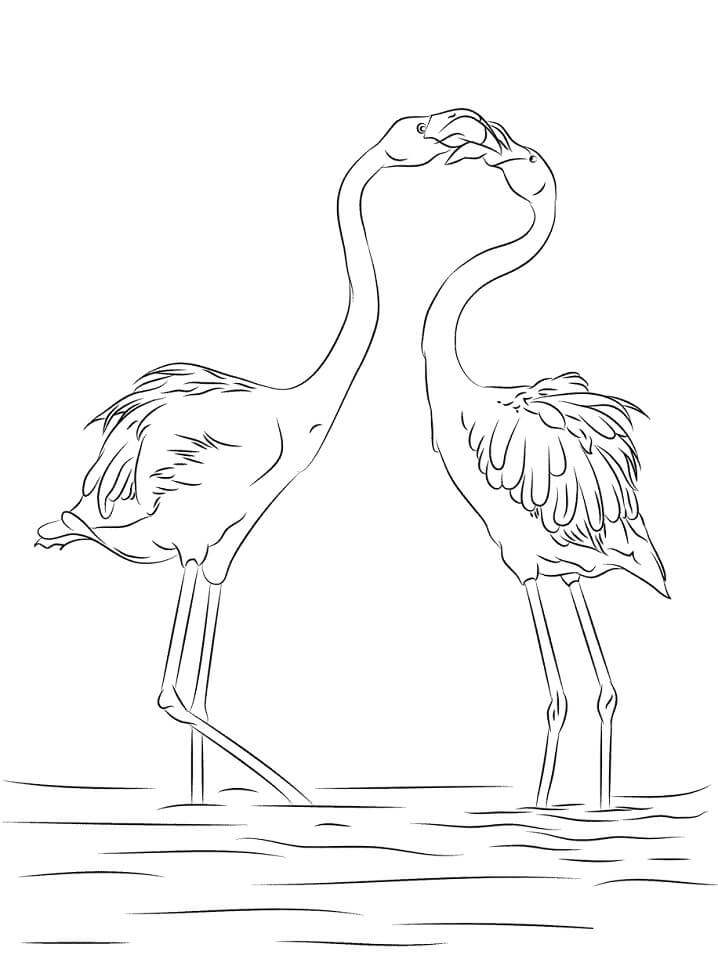 Coloriage deux flamants