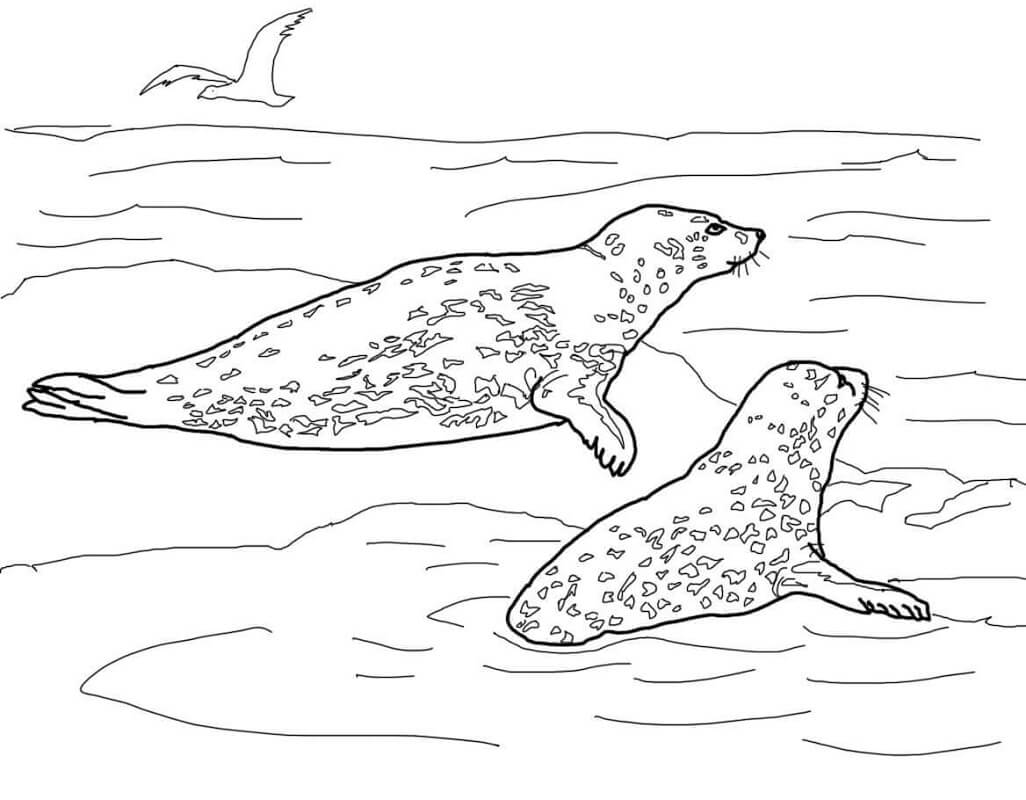 Coloriage deux léopards de mer - Dessin gratuit à imprimer