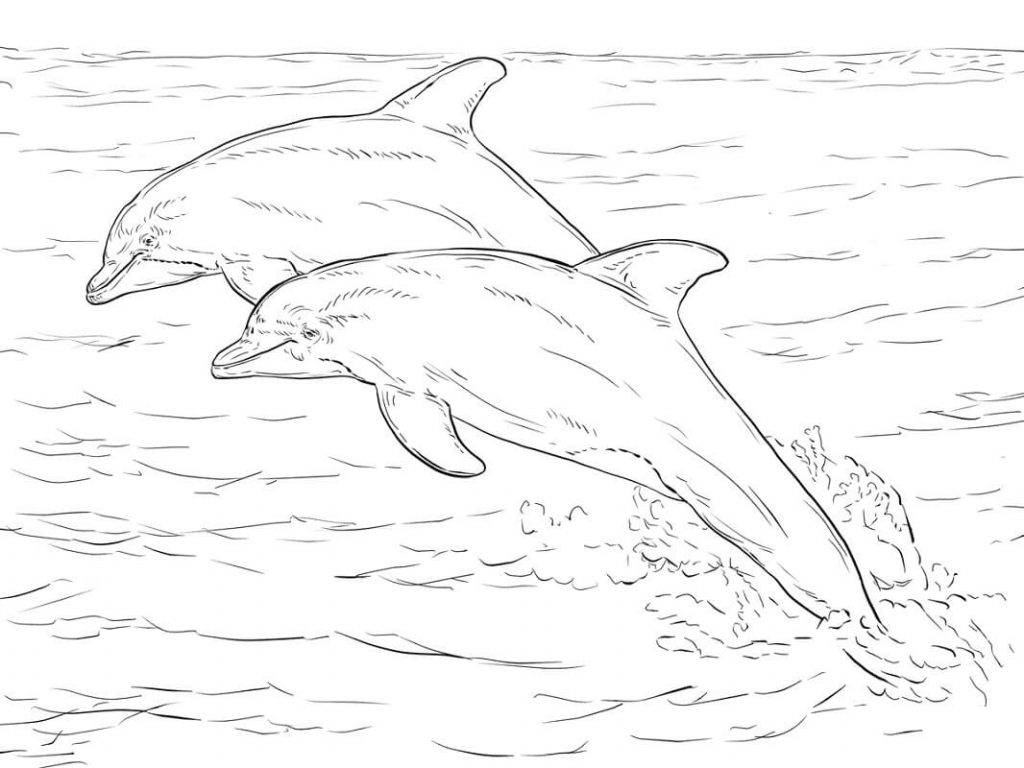 Coloriage deux tursiops de l’atlantique à imprimer