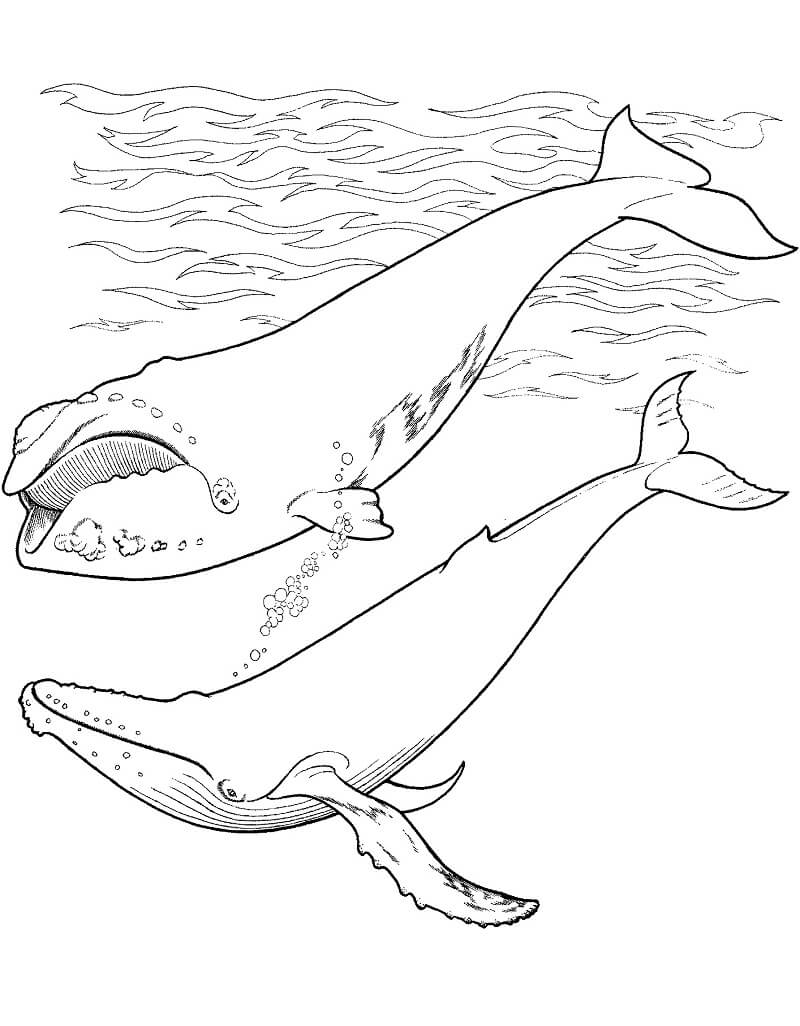 Coloriage eubalaena et baleine à bosse dans l’océan à imprimer
