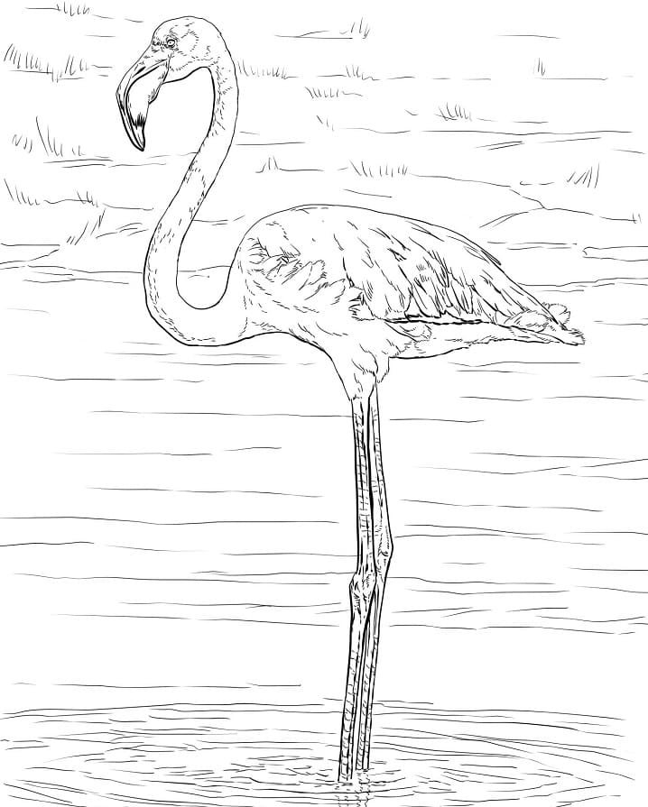 Coloriage flamant rose dans l'eau