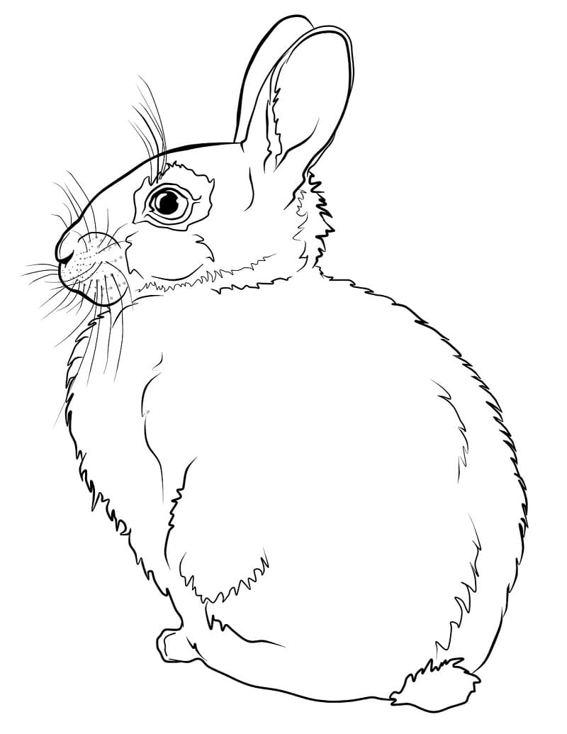Coloriage lapin 1
