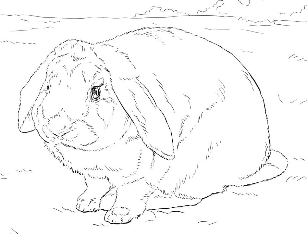 Coloriage lapin à imprimer