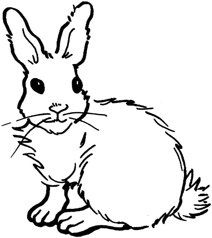 Coloriage lapin 2