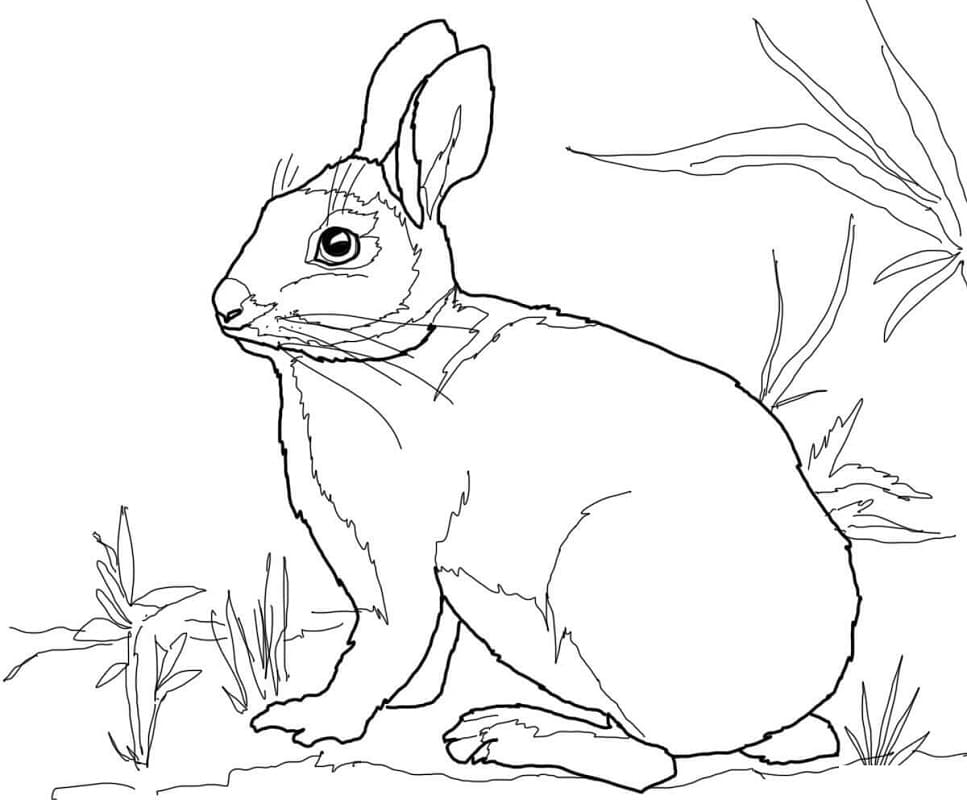 Coloriage lapin à queue blanche dans l’herbe à imprimer