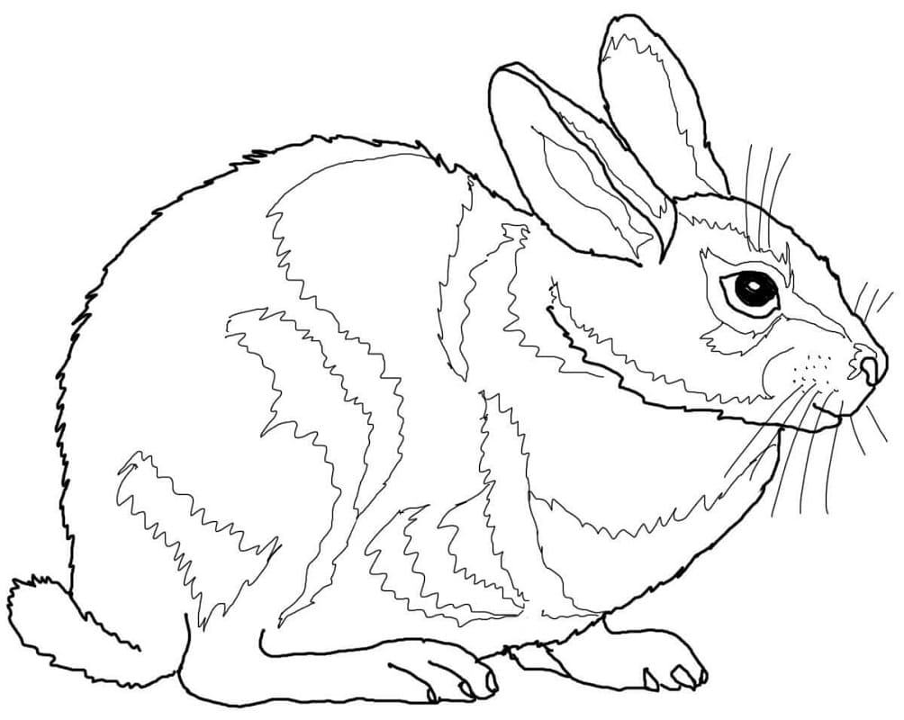 Coloriage lapin à queue blanche à imprimer