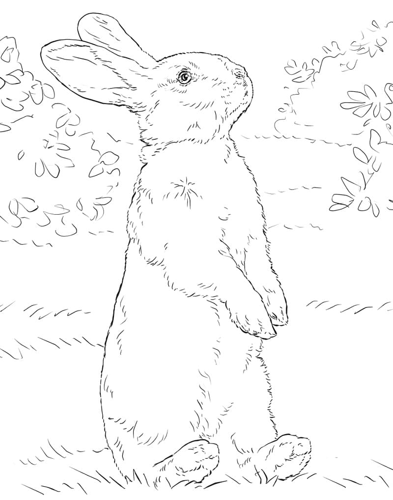 Coloriage lapin blanc se tenant sur ses pattes arrières à imprimer