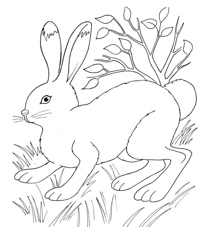 Coloriage lapin dans l’herbe à imprimer