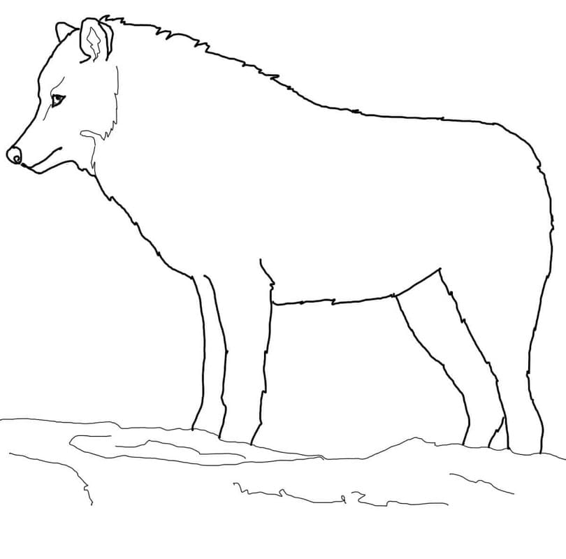 Coloriage loup arctique 1 à imprimer