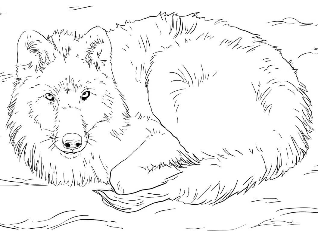 Coloriage loup arctique couché dans la neige à imprimer