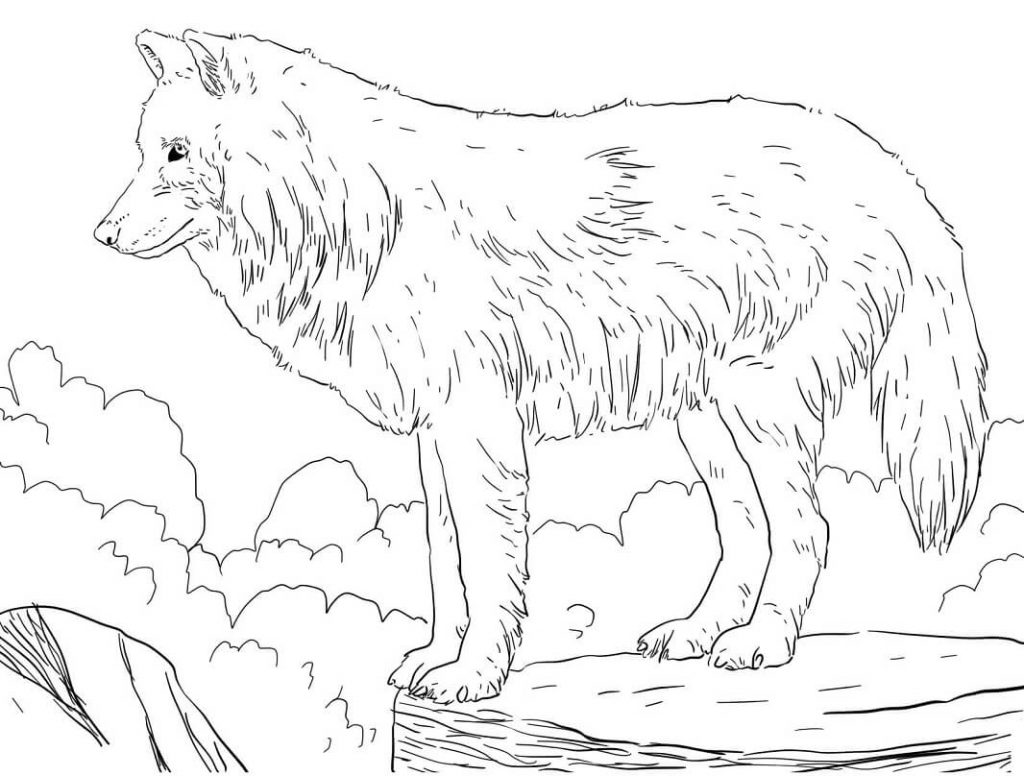 Coloriage loup arctique dans la montagne à imprimer