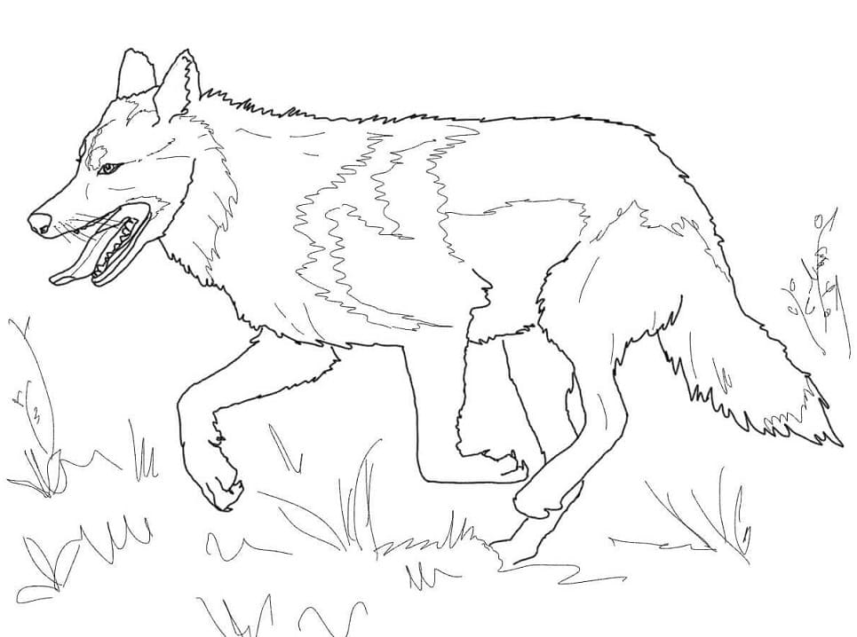 Coloriage loup gris mexicain qui court à imprimer