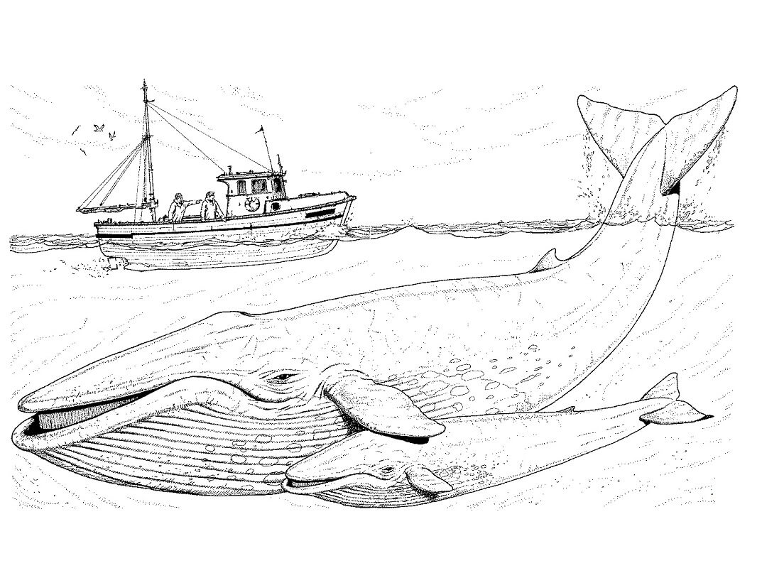 Coloriage mère et bébé baleines bleues sous un bateau à imprimer