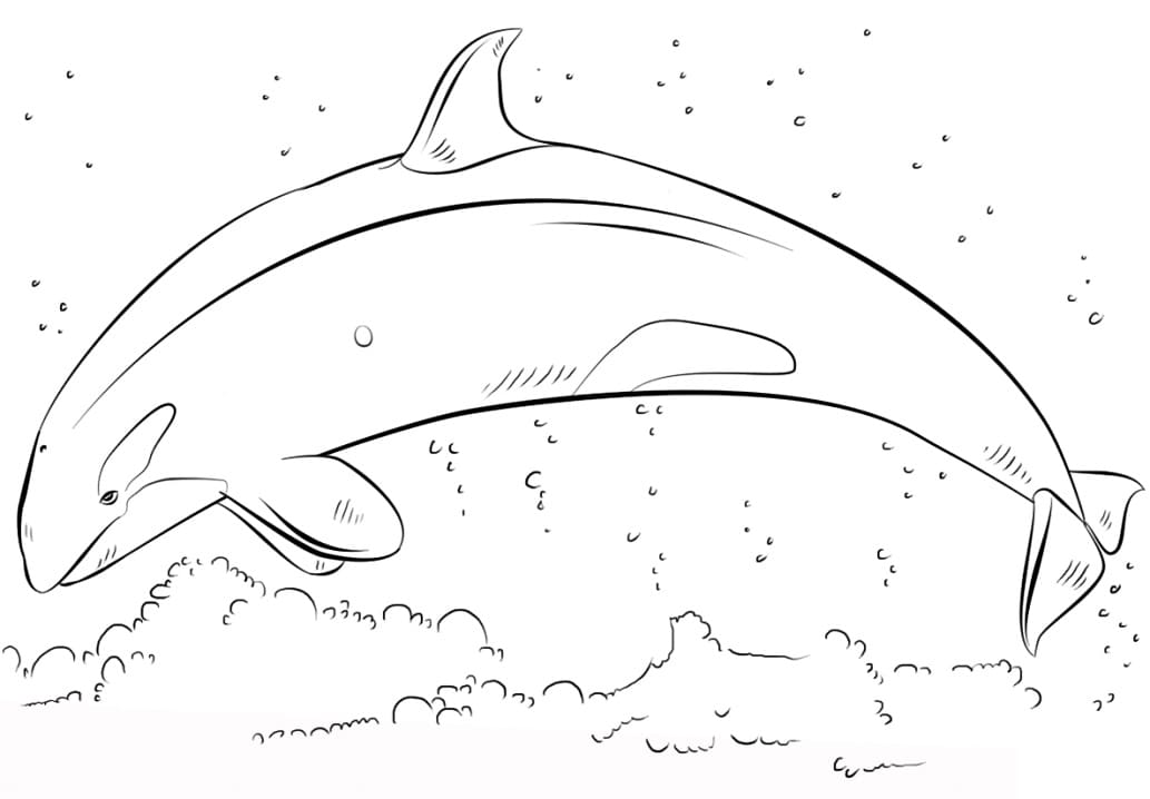 Coloriage orque sautant