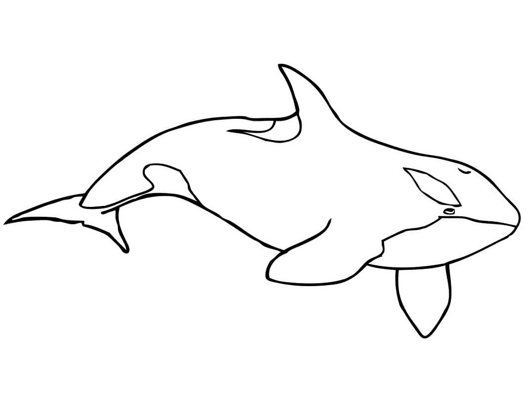 Coloriage orque à imprimer