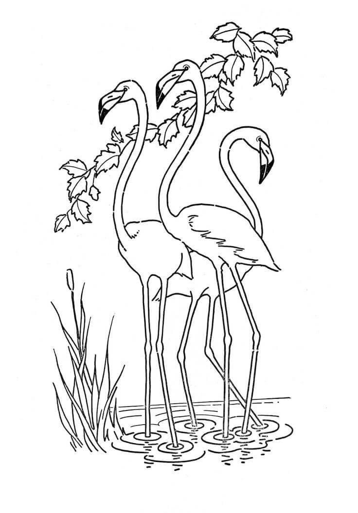 Coloriage trois flamants