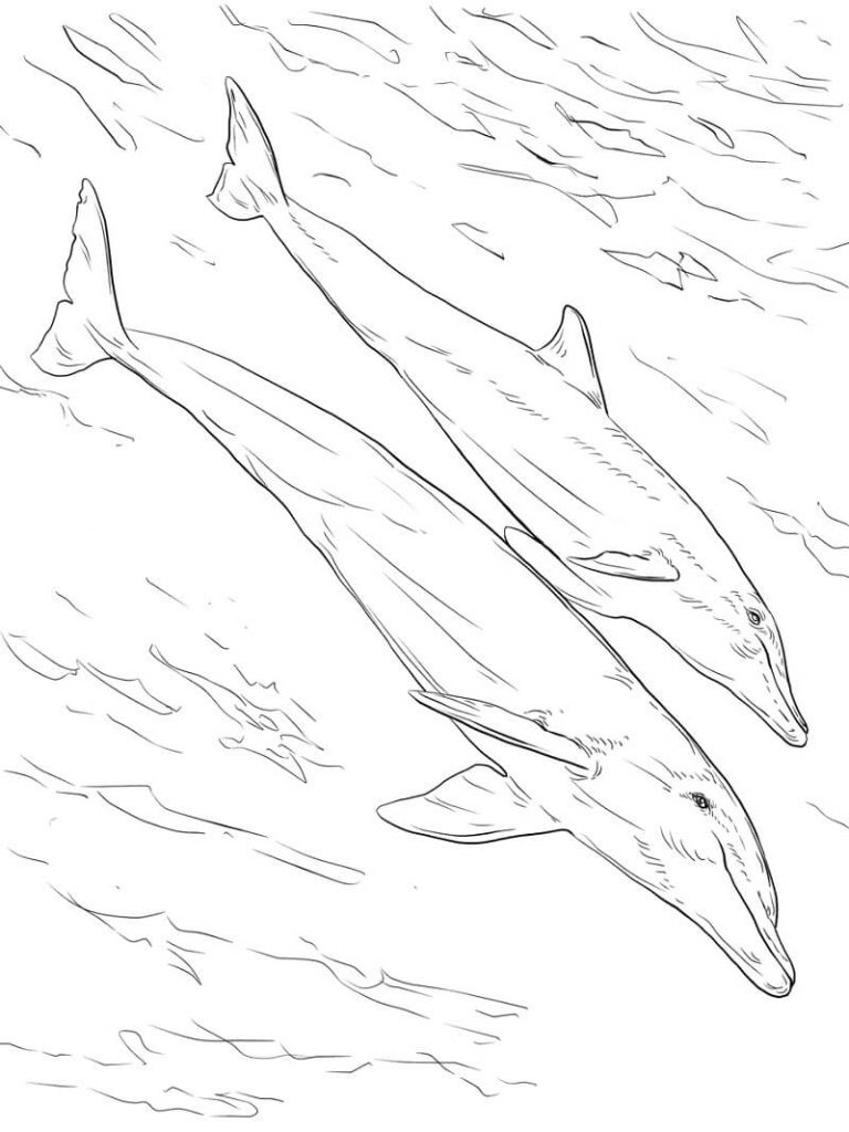 Coloriage tursiops mère et son petit à imprimer