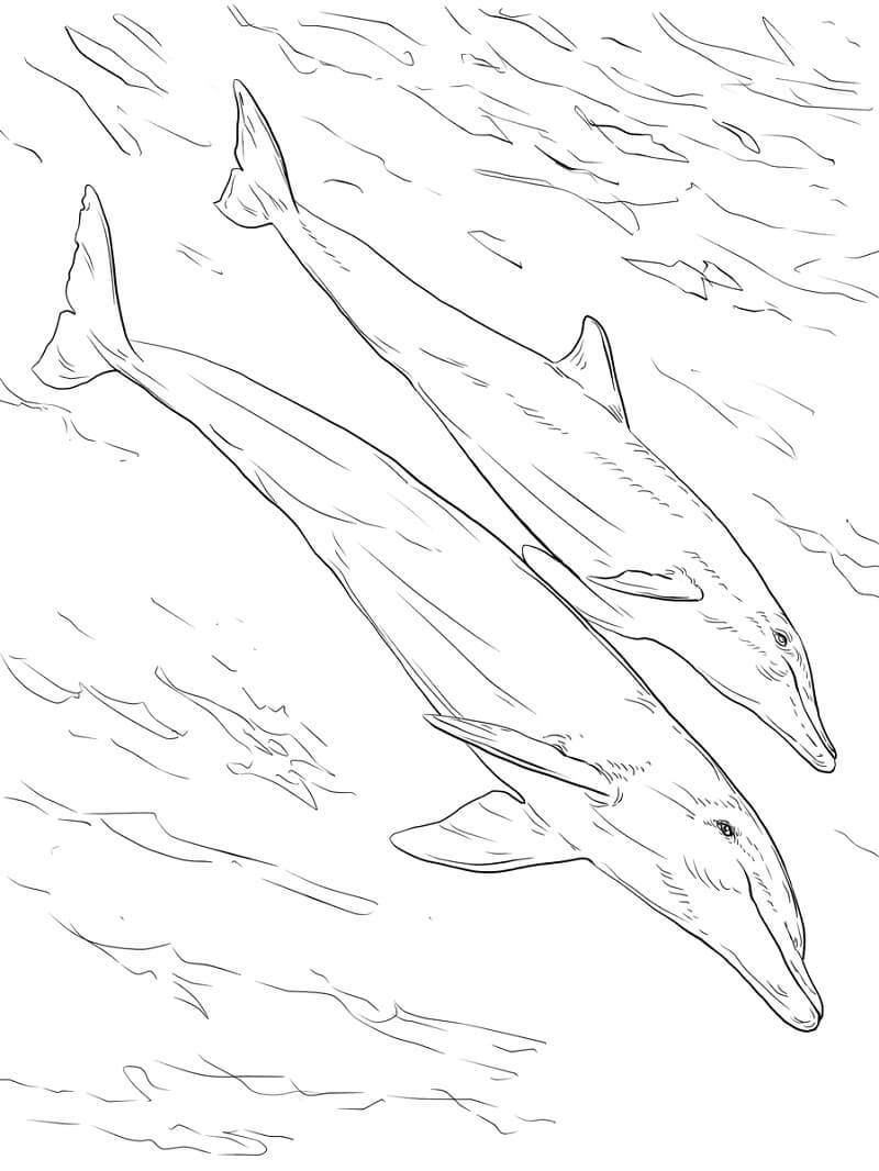 Coloriage tursiops mère et son petit à imprimer