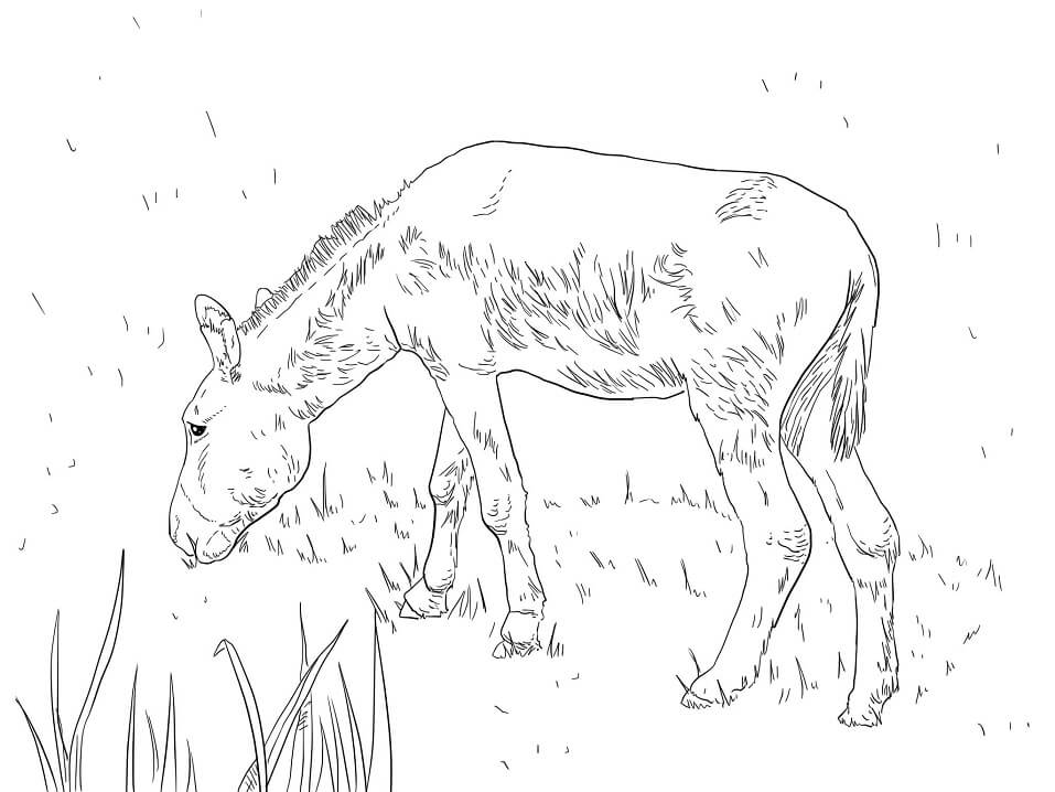 Coloriage âne sauvage à imprimer