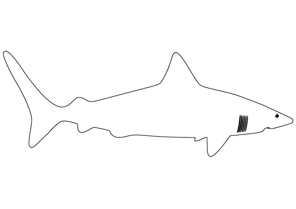 Coloriage contour de grand requin blanc