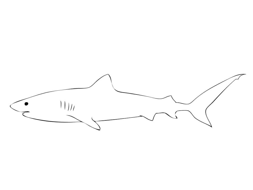 Coloriage contour de requin-tigre